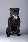 Staffordshire Bullterrier