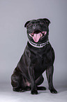 Staffordshire Bullterrier