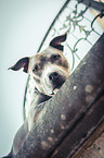 liegender American Staffordshire Terrier