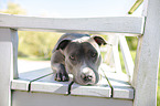 liegender American Staffordshire Terrier