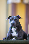 liegender American Staffordshire Terrier