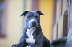 liegender American Staffordshire Terrier