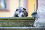 liegender American Staffordshire Terrier