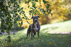 stehender American Staffordshire Terrier