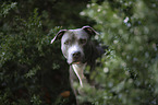 American Staffordshire Terrier Portrait