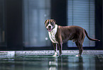 stehender American Staffordshire Terrier