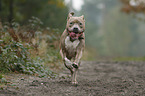 rennender American Staffordshire Terrier