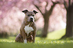 sitzender American Staffordshire Terrier