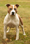 American Staffordshire Terrier