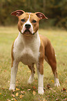 American Staffordshire Terrier