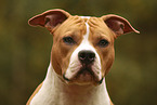 American Staffordshire Terrier Portrait