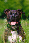 American Staffordshire Terrier Portrait