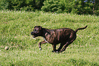 rennender American Staffordshire Terrier