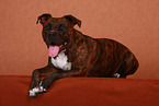 liegender American Staffordshire Terrier