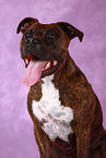 American Staffordshire Terrier Portrait