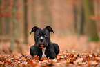 junger American Staffordshire Terrier