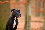 junger American Staffordshire Terrier