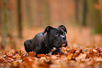 junger American Staffordshire Terrier