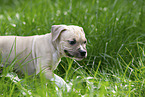 American Staffordshire Terrier Welpe