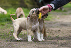 American Staffordshire Terrier Welpe