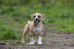 American Staffordshire Terrier Welpe