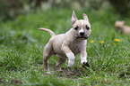 American Staffordshire Terrier Welpe