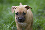 American Staffordshire Terrier Welpe