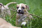 American Staffordshire Terrier Welpe