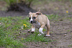 American Staffordshire Terrier Welpe