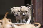 American Staffordshire Terrier Welpe