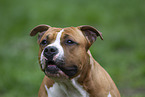 American Staffordshire Terrier