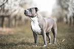 American Staffordshire Terrier