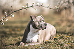 American Staffordshire Terrier