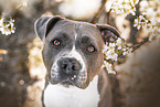 American Staffordshire Terrier