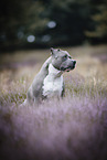 American Staffordshire Terrier