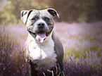 American Staffordshire Terrier