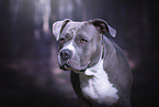 American Staffordshire Terrier