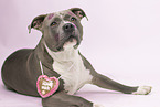 American Staffordshire Terrier