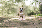 American Staffordshire Terrier