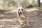 American Staffordshire Terrier