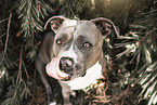 American Staffordshire Terrier