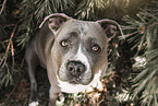 American Staffordshire Terrier