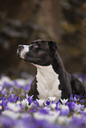 American Staffordshire Terrier im Frhling