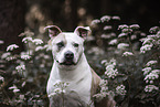 American Staffordshire Terrier Hndin