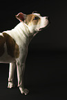ausgewachsener American Staffordshire Terrier