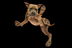 ausgewachsener American Staffordshire Terrier