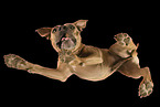 ausgewachsener American Staffordshire Terrier