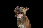 ausgewachsener American Staffordshire Terrier