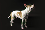 ausgewachsener American Staffordshire Terrier