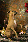 American Staffordshire Terrier an Weihnachten